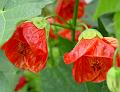 2009-0715-1340_Abutilon-20,8C